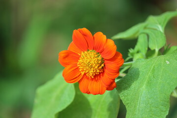 Cambodia. Tithonia rotundifolia, the red sunflower or Mexican sunflower, is a plant in the family Asteraceae, which is native to the warmer and moister parts of North America.