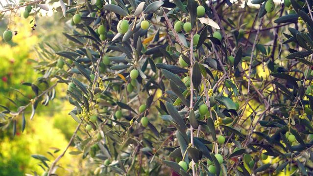 Olive groves for the production of extra virgin olive oil in Italy. Olive tree. Oil Production
