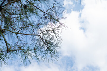 The sky looked up from under the pine trees.
