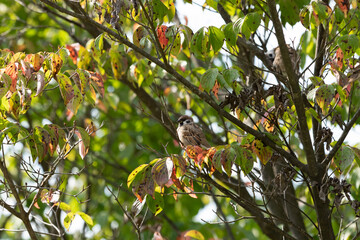 Bird sitting on a branch.