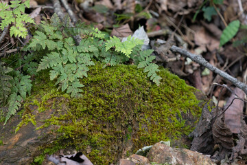 Green moss covered the stones.