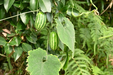 Japanese snake gourd (Trichosanthes cucumeroides). Flowers bloom in summer nights. The fruits are green with vertical stripes before ripening, and turn vermilion when ripe.