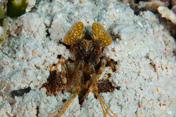 A large mantis shrimp, Lysiosquilla sp., peers out of its sandy lair with its bilobed eyes. These crustaceans have excellent eyesight and use it to capture fish that swim too close.