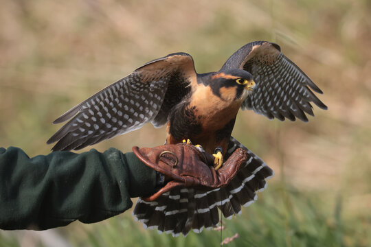 Aplomado Falcon Perched On Heavy Leather Falconry Glove