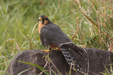 Aplomado falcon taking off dark coloured rock