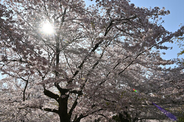 cherry tree in bloom