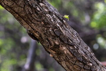 new branch growing from a tree trunk