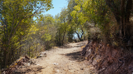 Fototapeta premium Old dirt road going up in a small hill surrounded by green trees and under a blue summer sky 