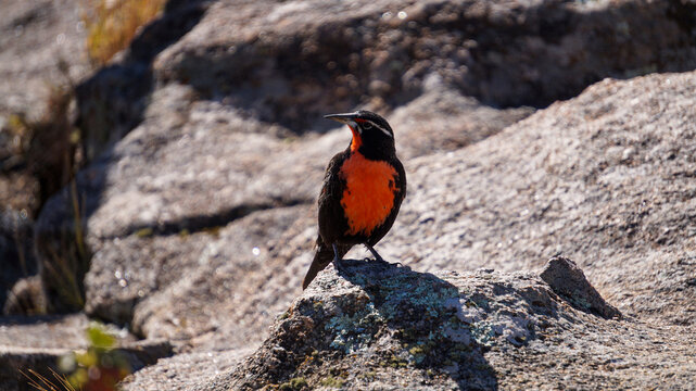  Close view of a  Loica bird( Leistes loyca) standing on a rock  in the wilderness.  