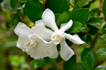 The flowers are pure white and green leaves on a blurred background.
