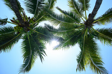 Fototapeta na wymiar coconut trees on beach, natural background