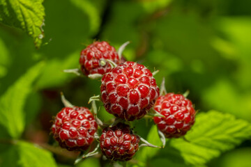 Wild berries 