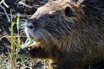 The nutria lives on Hula Lake in northern Israel.
