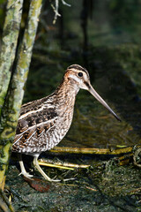 Funny looking Wilson's Snipe bird walking along edge of marsh