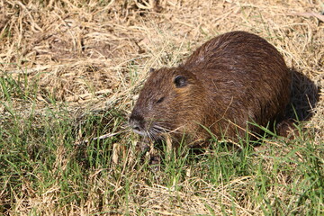 The nutria lives on Hula Lake in northern Israel.