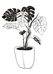 lack and white botanical illustration - 536880907