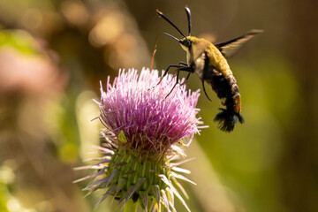 hemaris diffinis, the snowberry clearwing, is a moth of the order Lepidoptera, family Sphingidae....