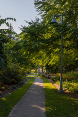 path in the park -green trees and walking area