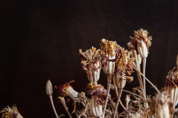 Dried marigold flowers and plants against a dark background; delicate dead marigold plants with flowers with room for text