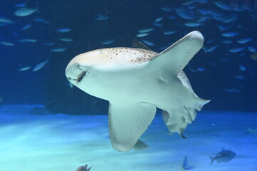 水底を悠々と泳ぐ大きなトラフザメ