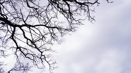 ネガティブで暗いイメージ（落葉した木）