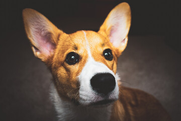 Happy Corgi