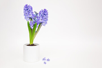 Beautiful blue hyacinth flowers bloom in white pots, hyacinth on a white wall background, Fragrant...