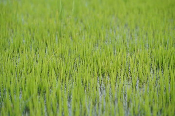 close up the young green rice