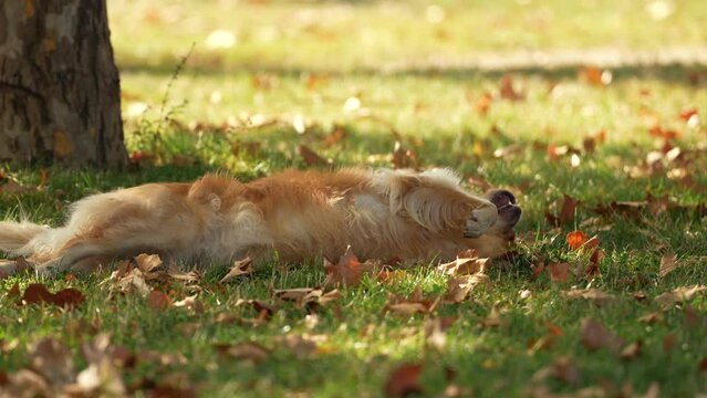 4K video with a Golden Retriever dog playing in park in a beautiful autumn landscape with amazing sunset light. Dog pet filming in nature.