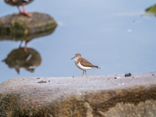 Common sandpiper, Actitis hypoleucos, resting lake shore under raindrops.
