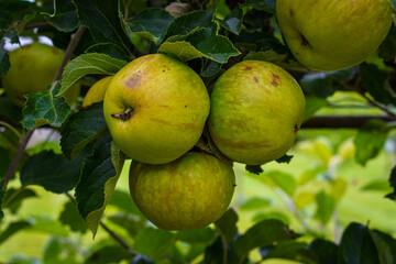 Hidden Garden Flowers