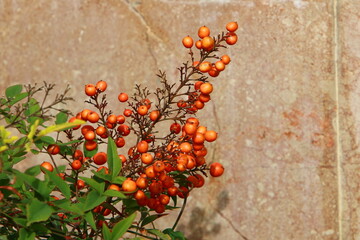 Wild and inedible berries on trees in a city park