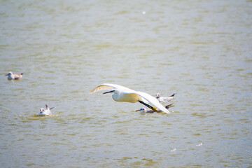 The flight of the little egret or Small White Heron.