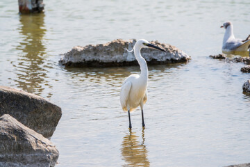 The small white heron or Little egret stands in the lake