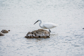 The small white heron or Little egret stands in the lake