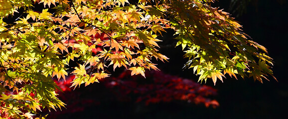 Panoramic beautiful autumn nature background Autumn landscape.