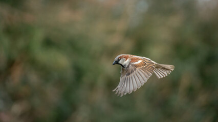 Common House Sparrow Flying