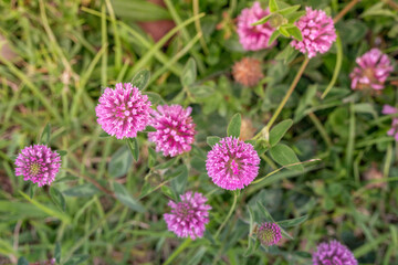 Closeup of Red Clover Flowers