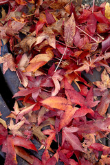 Red Leaves Over a Black Grate