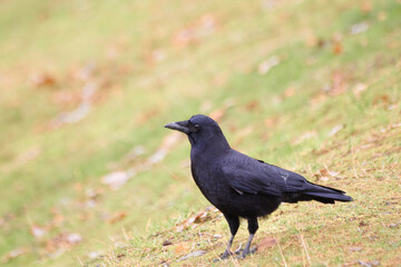 Crow Standing on Grass