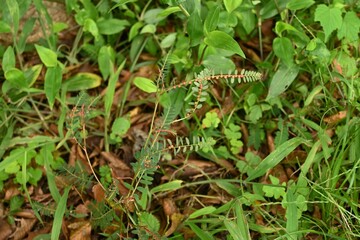 Chamber bitter ( Phyllanthus urinaria ) fruits.
The fruit is a spherical capsule with a diameter of about 3 mm. The leaves have medicinal properties.