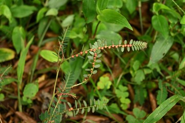 Chamber bitter ( Phyllanthus urinaria ) fruits.
The fruit is a spherical capsule with a diameter of about 3 mm. The leaves have medicinal properties.