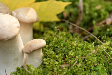 Forest mushrooms in the forest on a natural background. Closeup photo