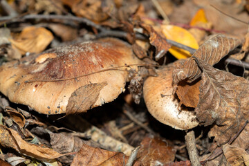 Forest mushrooms in the forest on a natural background. Closeup photo