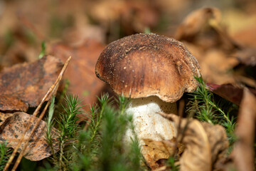 Fototapeta premium Forest mushrooms in the forest on a natural background. Closeup photo