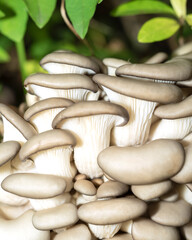 Forest mushrooms in the forest on a natural background. Closeup photo