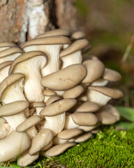 Forest mushrooms in the forest on a natural background. Closeup photo