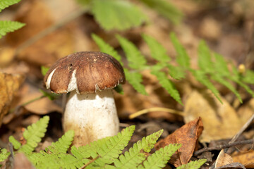 Fototapeta premium Forest mushrooms in the forest on a natural background. Closeup photo