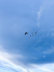 flock of parrots are flying in groups of small and large with a sky background.