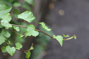 ヘデラ（アイビー）